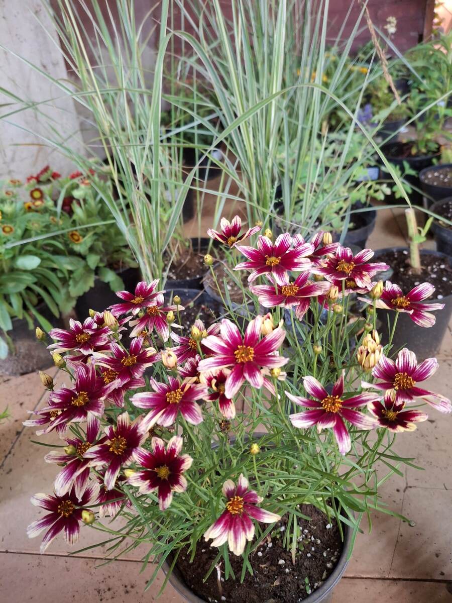 Кореопсис Руби Фрост