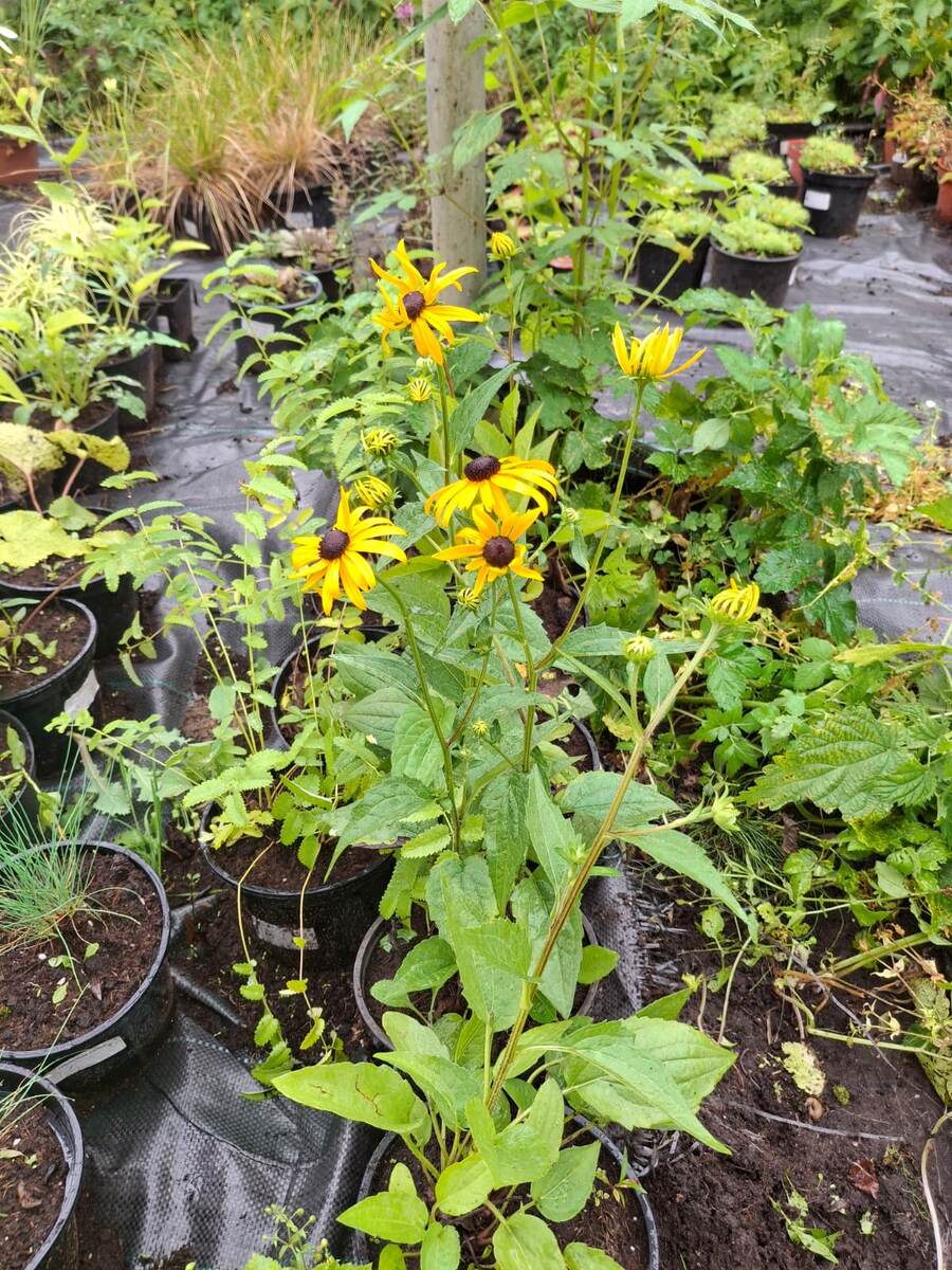 Рудбекия Гольдштурм