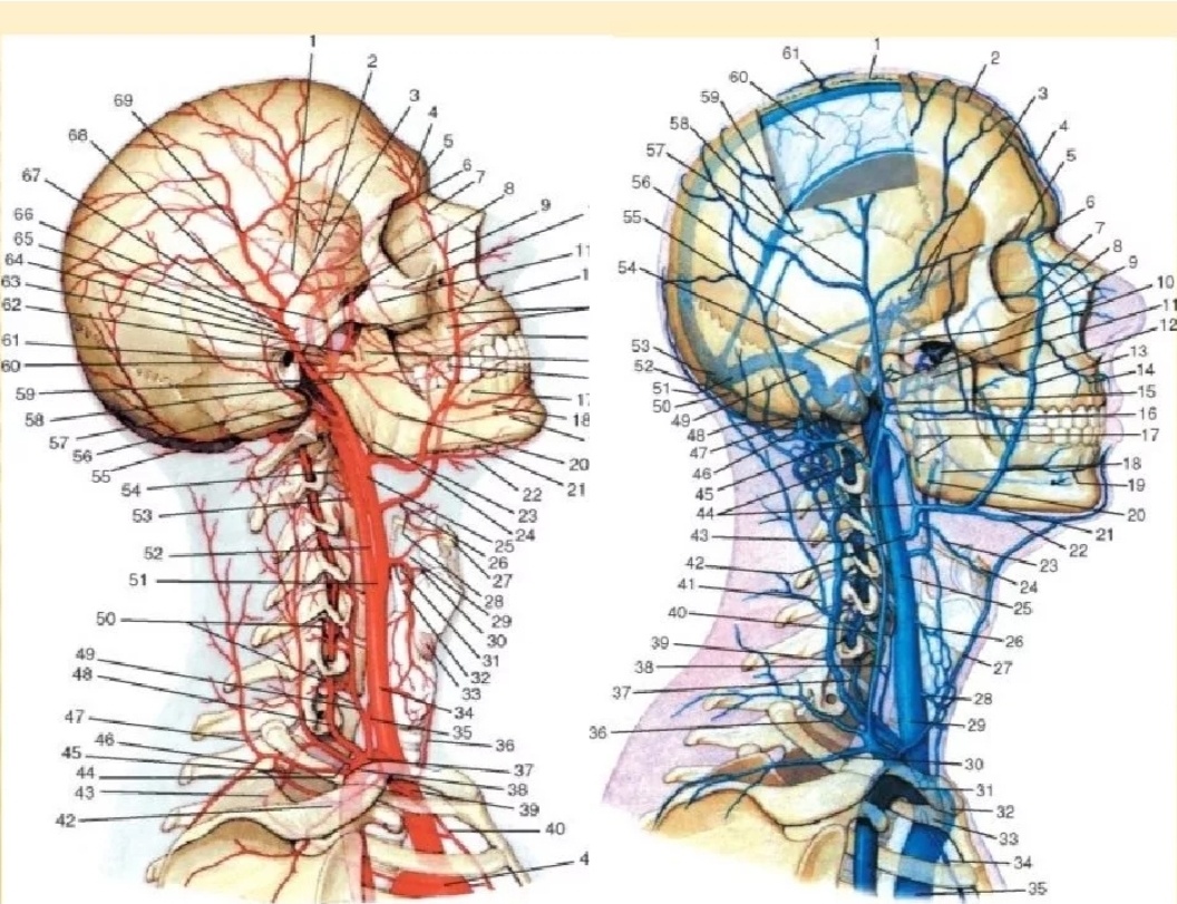 Артерии и вены