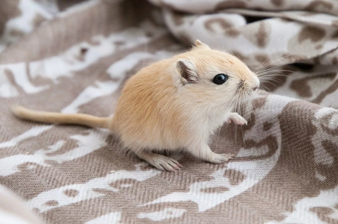 Песчанки — социальные животные, которые бывают самых разных окрасов. Но знаменитая кисточка на хвосте есть у всех!