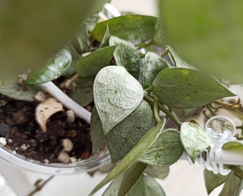 листочки становятся мягкими, дряблыми, выглядят обезвоженными, в тяжелых случаях черешки и стебли также истончаются и морщинятся