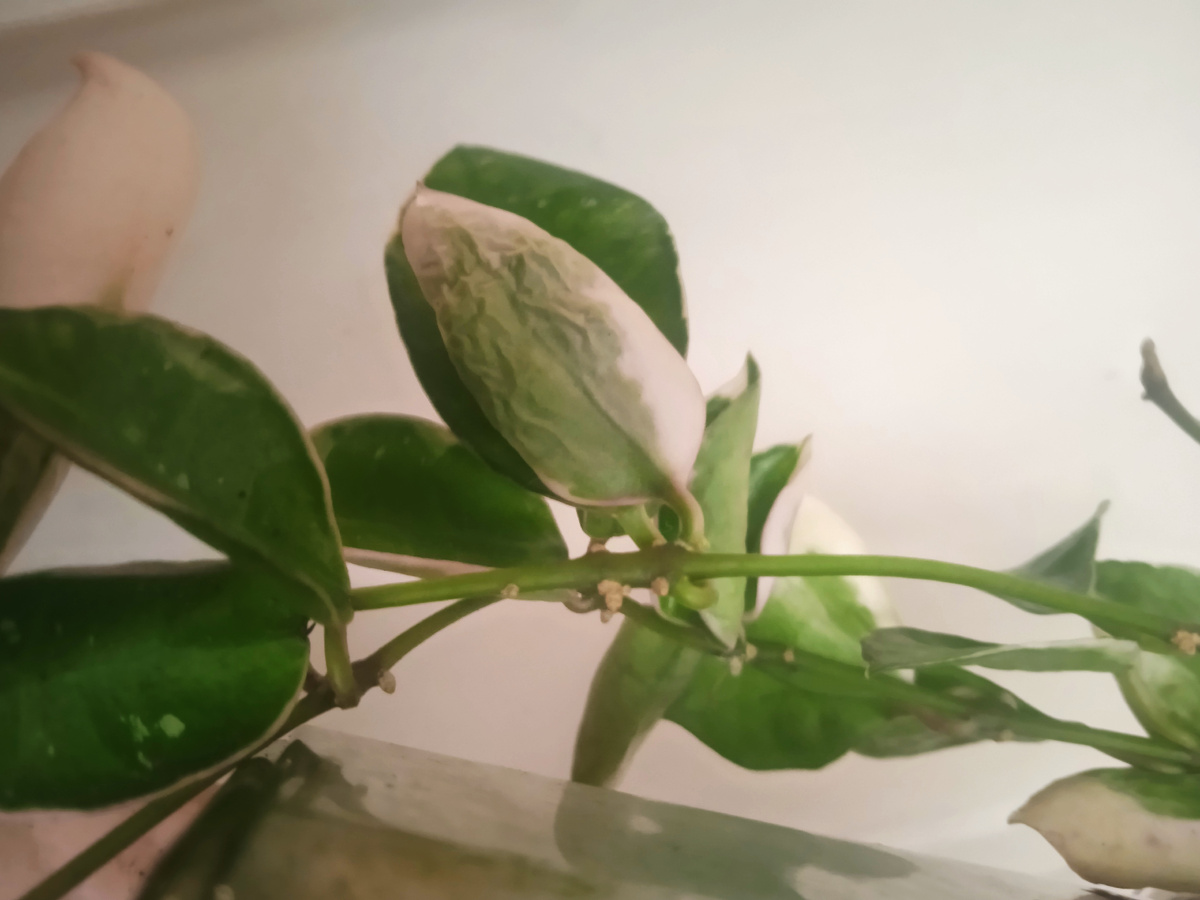 Хойя Асами сморщила лист после цветения