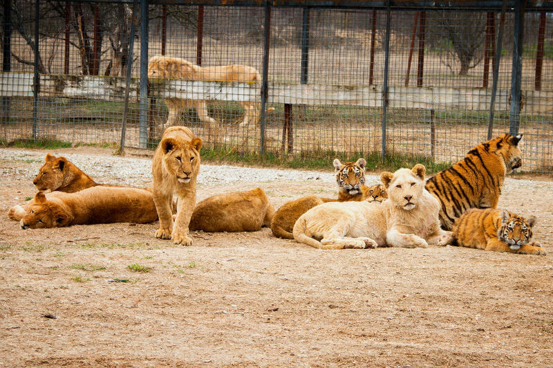 Фото из интернета 