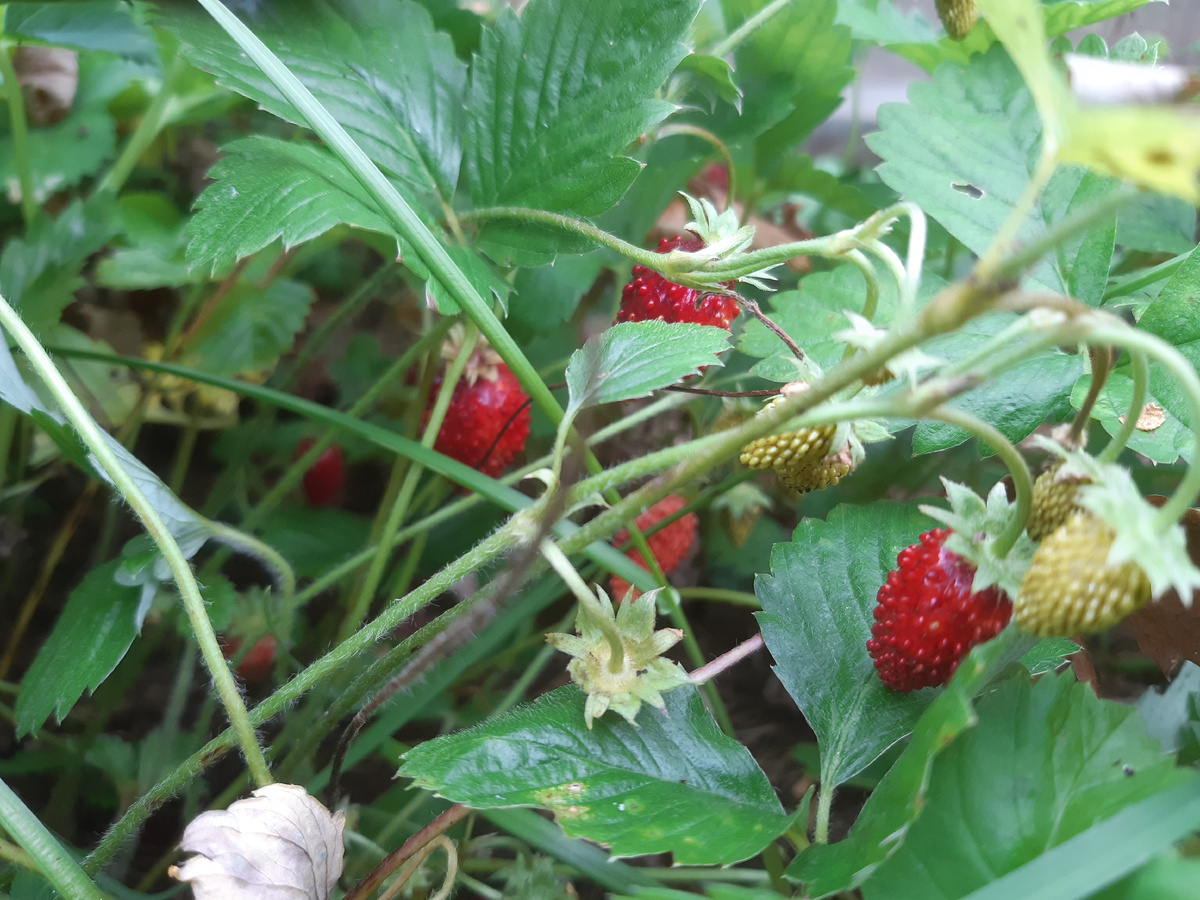 Ремонтантная земляника, первая волна плодоношения заканчивается