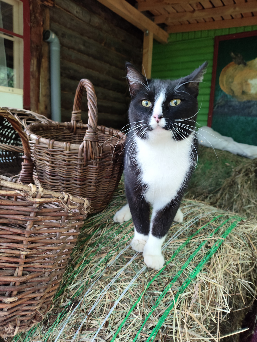 Бублик на сене с пустыми корзинками. Пустыми - потому что грибов нынче нет.