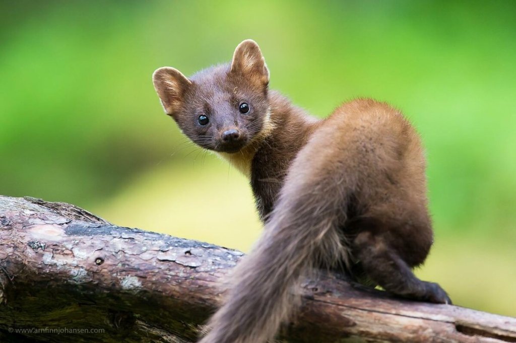 Красота, от которой захватывает дух. Но что скрывается за этой ангельской внешностью?