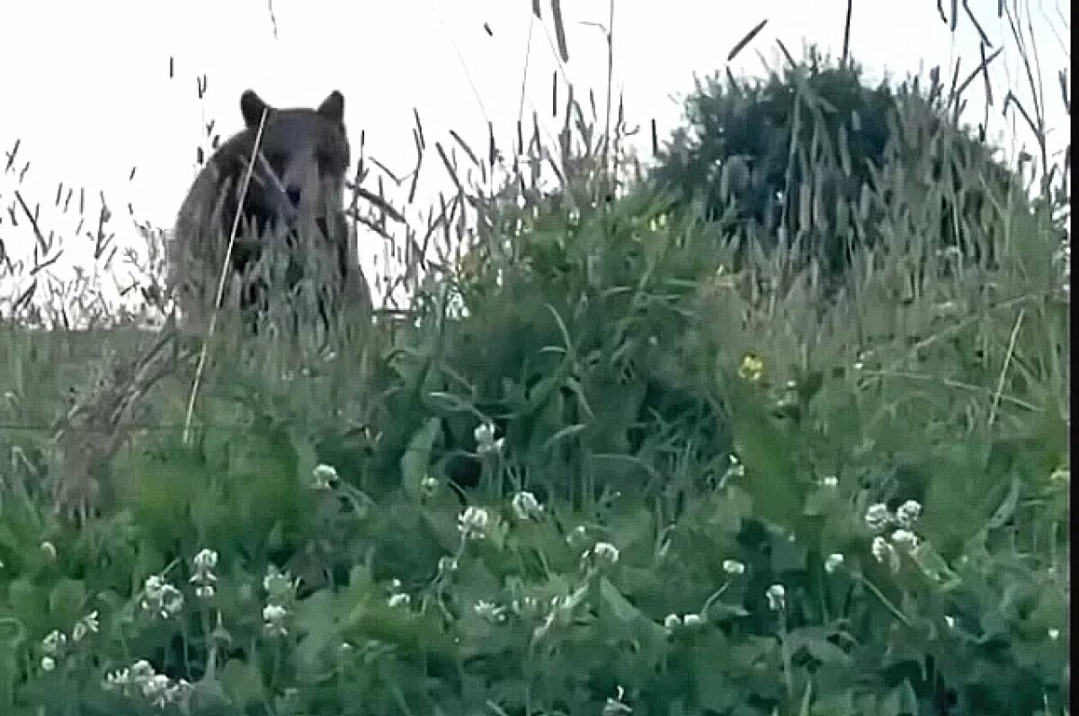    Дурацкий розыгрыш.