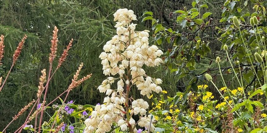    t.me/botsad_spb_official