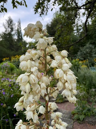    t.me/botsad_spb_official