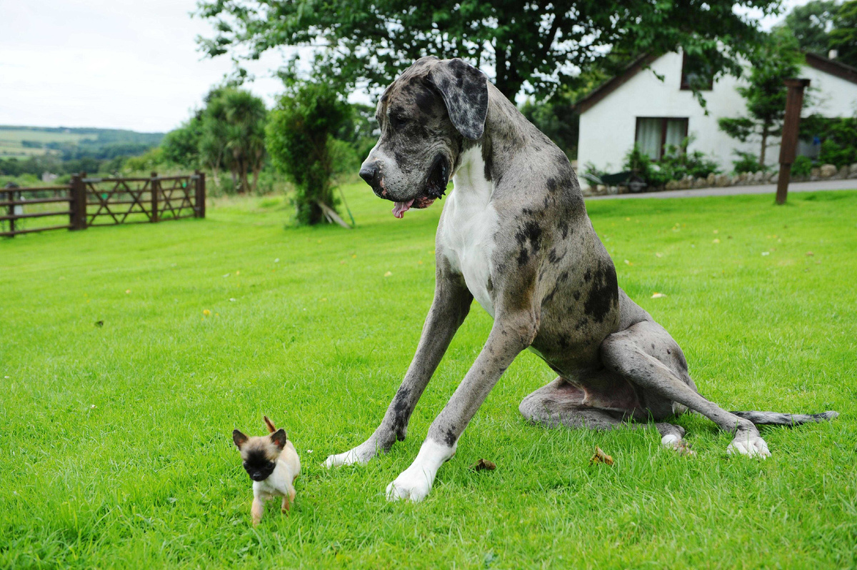 Интересно, большой пёс вооспринимает маленького как взрослую собаку? 