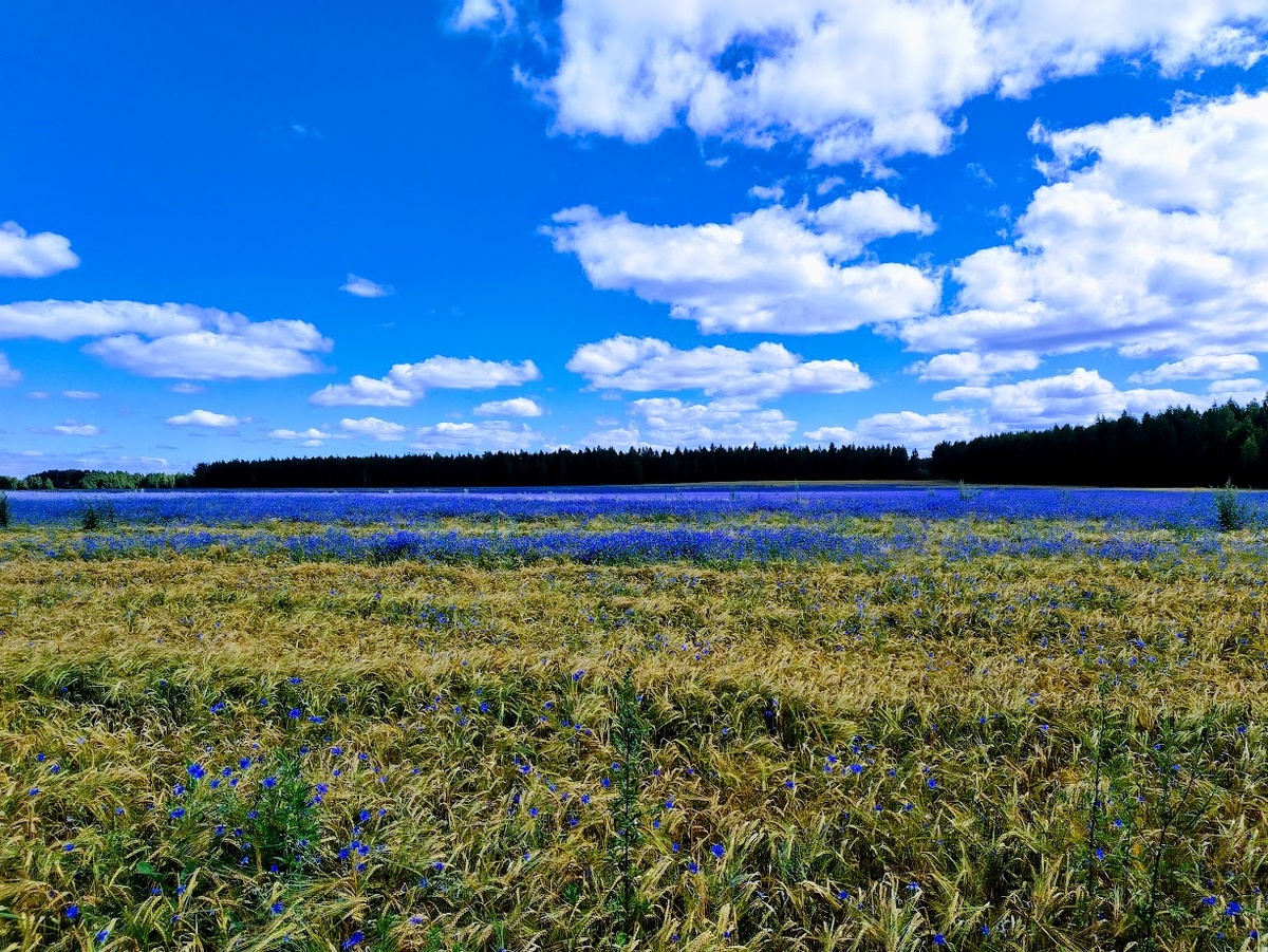 Васильковое поле