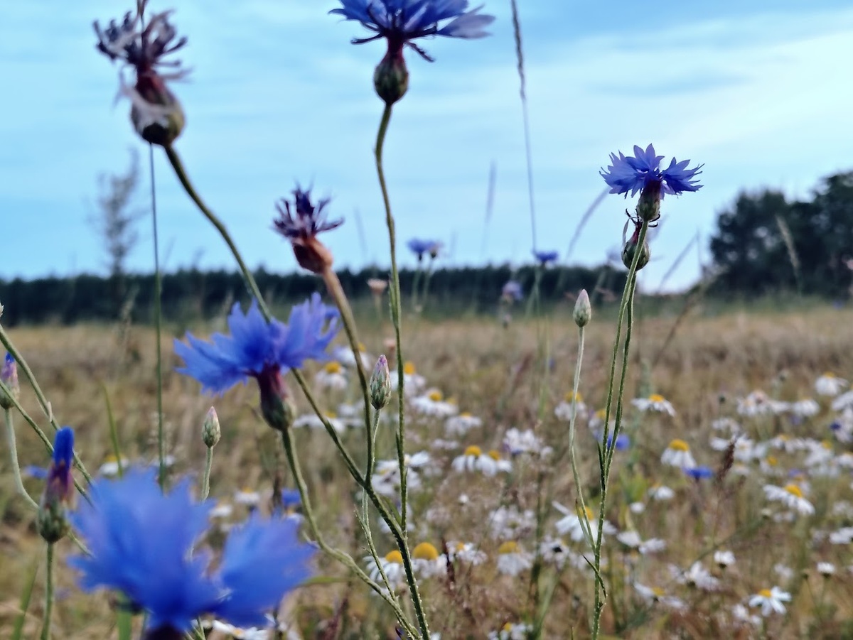 Белорусский василек