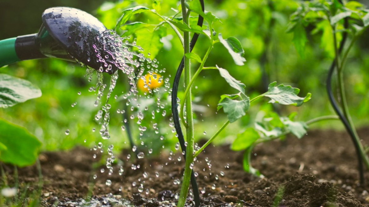 Правила полива: как поливать растения в жару
