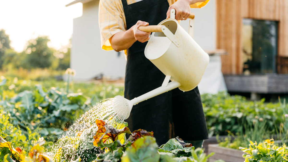 как правильно поливать растения в жару