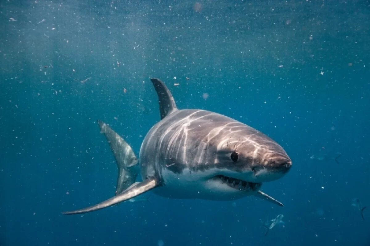    Акула напала на американского туриста на Багамах