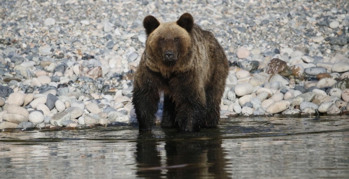    Фото: фонд «Озеро Байкал», «Заповедное Подлеморье»