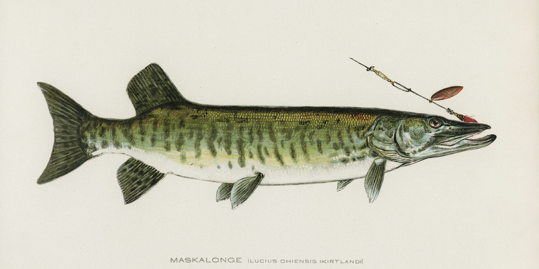 Приманки на щуку в августе