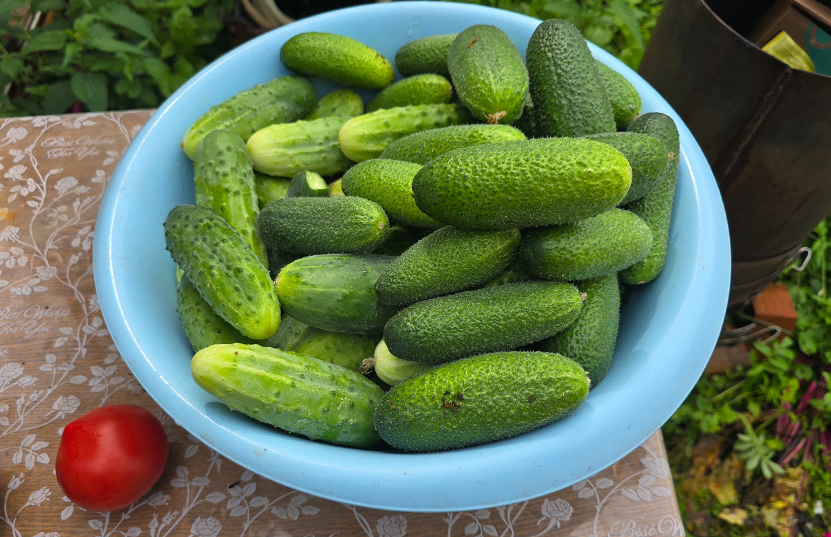 Больше люблю огурчики с мелкими пупырышками)) Типа Луховицких)