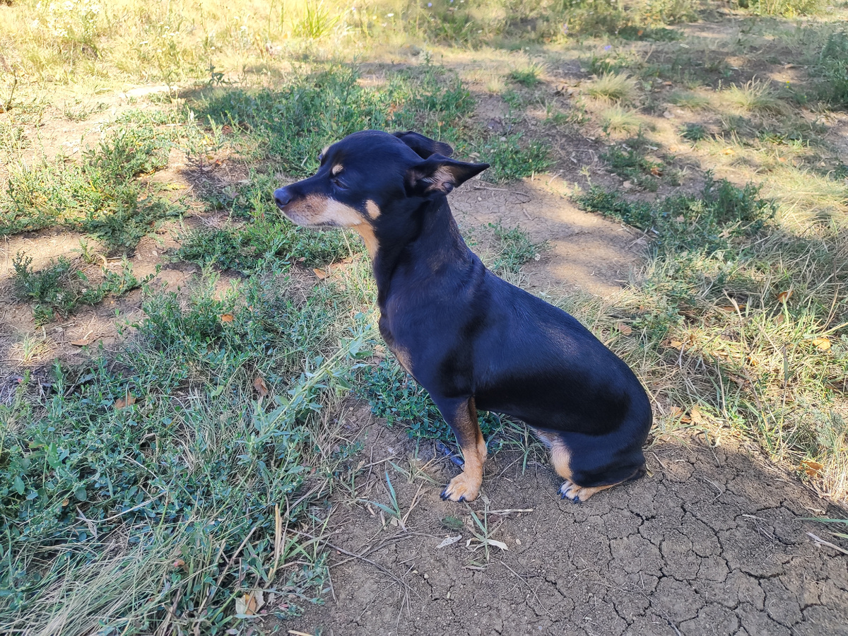 Наша Пуля ждёт Максима