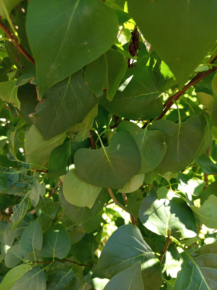 Куст сирени.