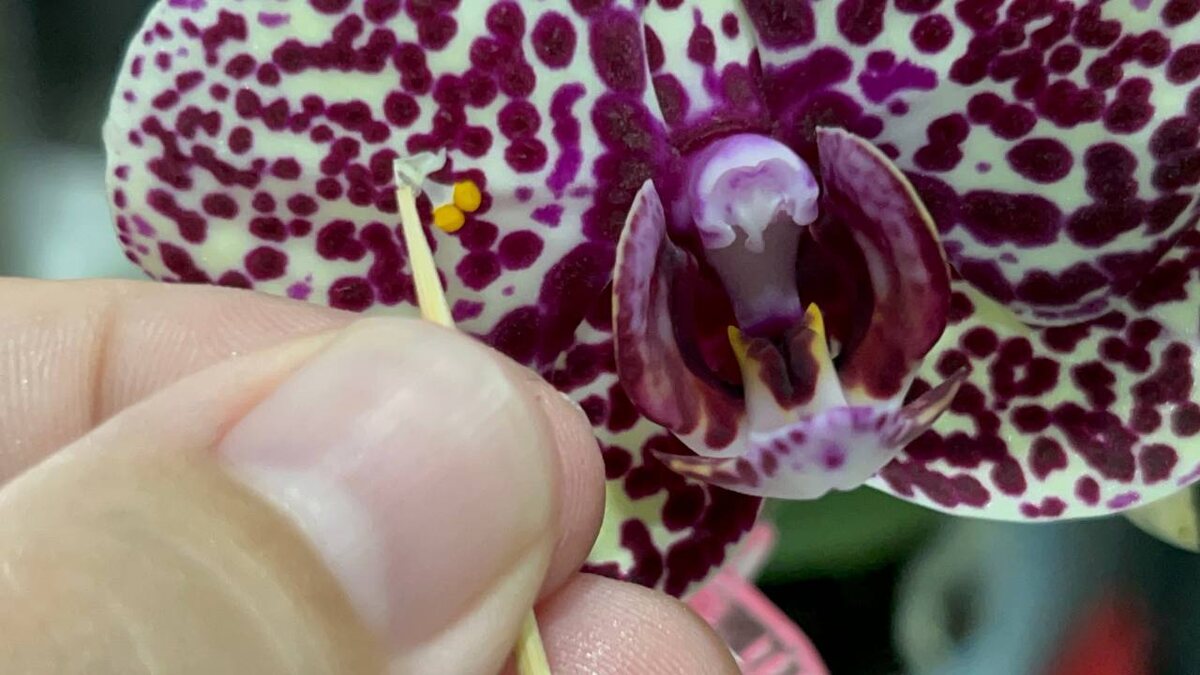 Желтые шарики - это и есть полинии или пыльца