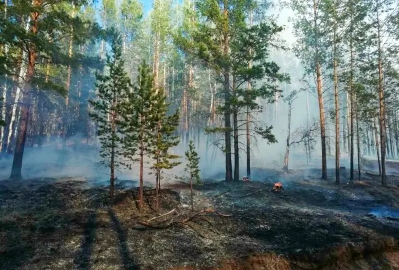     © РИА Новости. Пресс-служба Республиканского агентства лесного хозяйства