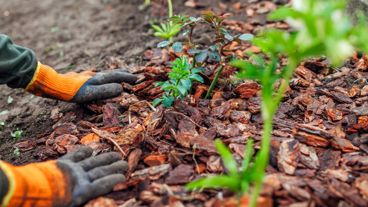 как бороться с сорняками в саду: мульчирование
