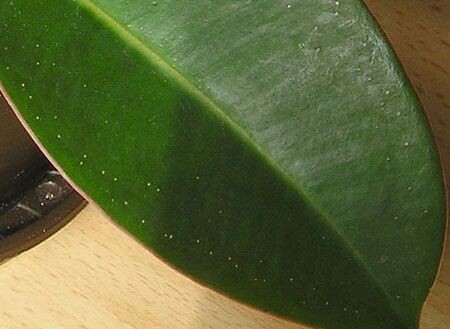 Фото для примера Яндекс Картинки. Лучше всего их видно у каучуконосных, но у меня его нет. Поэтому пример из сети