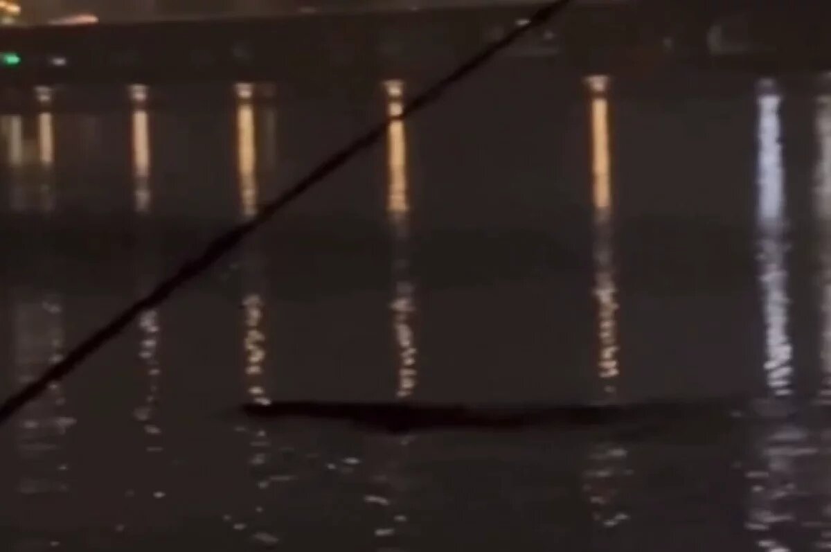    Океанолог Таврический объяснил появление огромного речного монстра в Сеуле