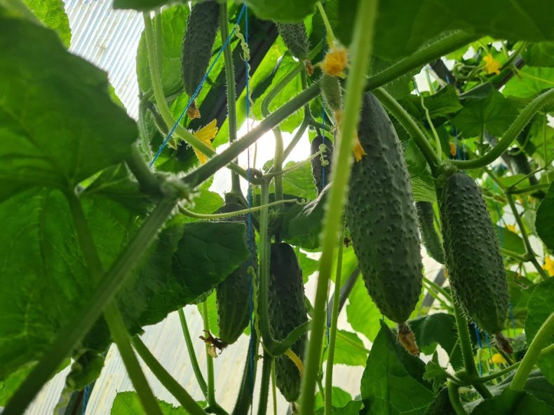 урожай 2025. Фото из личной теплицы.