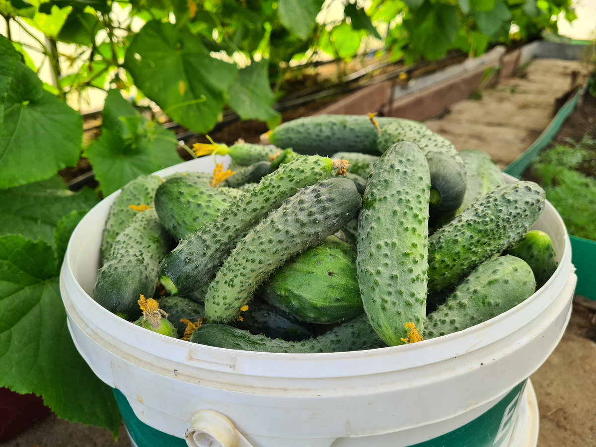 Хватит на всё и всех. Урожай огурцов 2025г. Фото из личного архива.