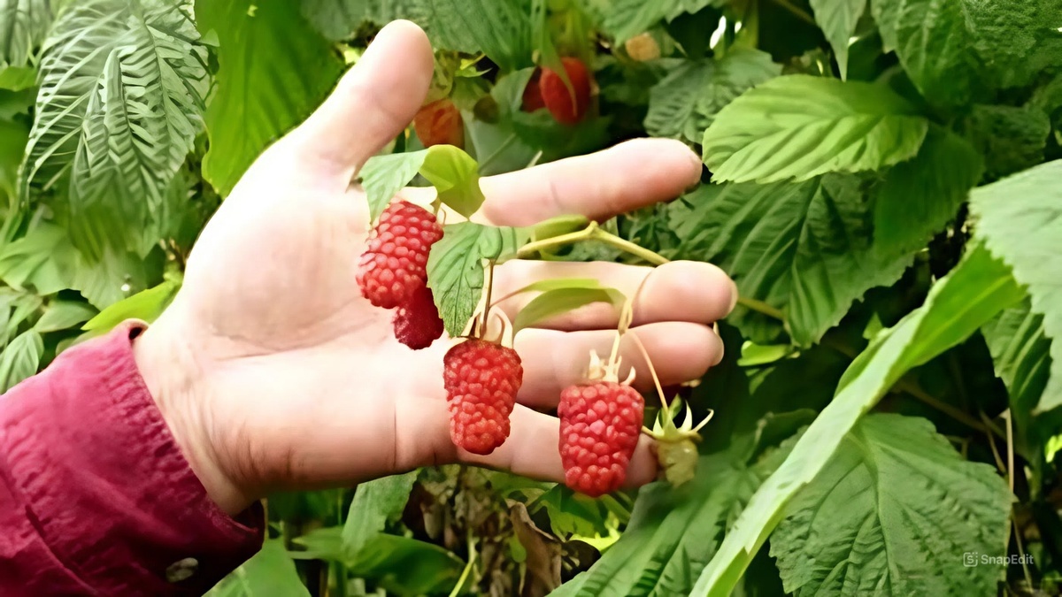 урожай малины вырос