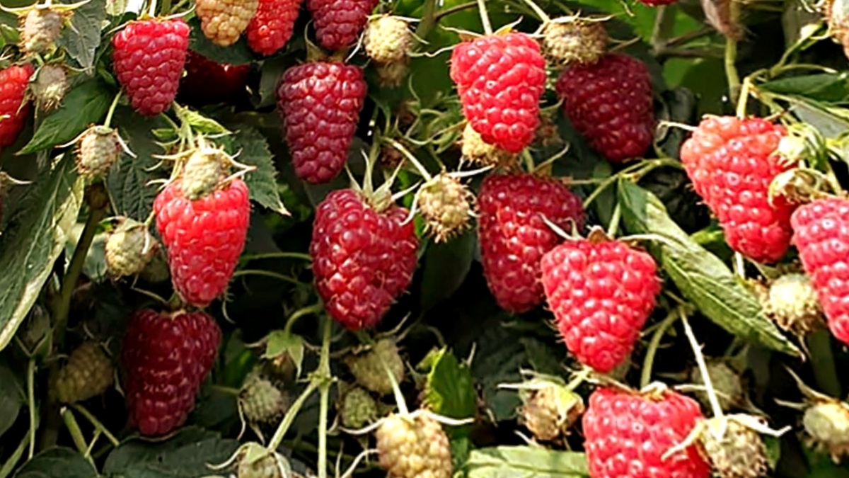 урожай малины вырос