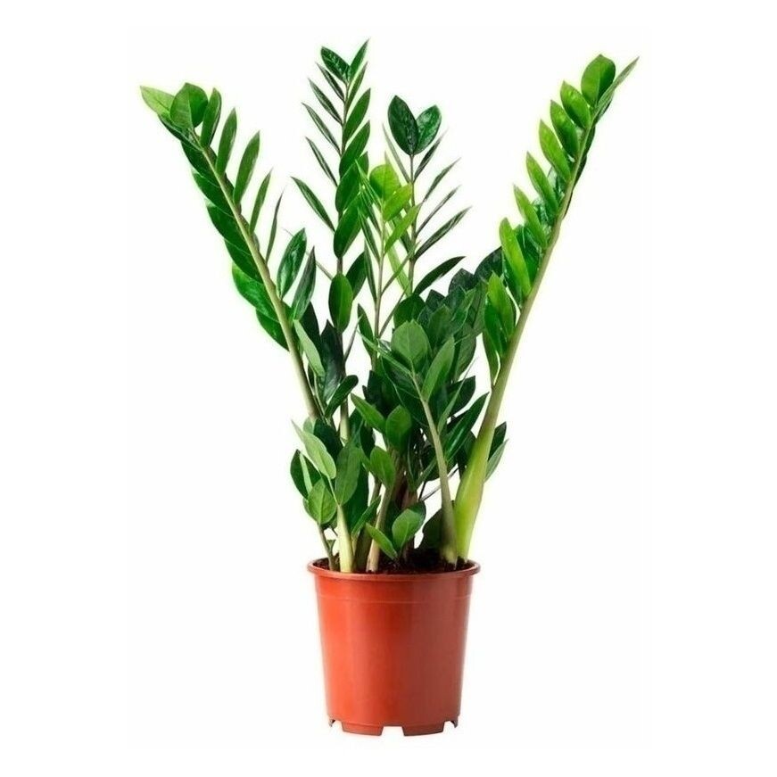 Замиокулькас-самое распространённое комнатное растение.