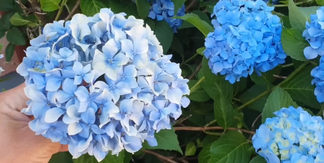 Август: сейчас самое время размножать гортензии — самые простые способы