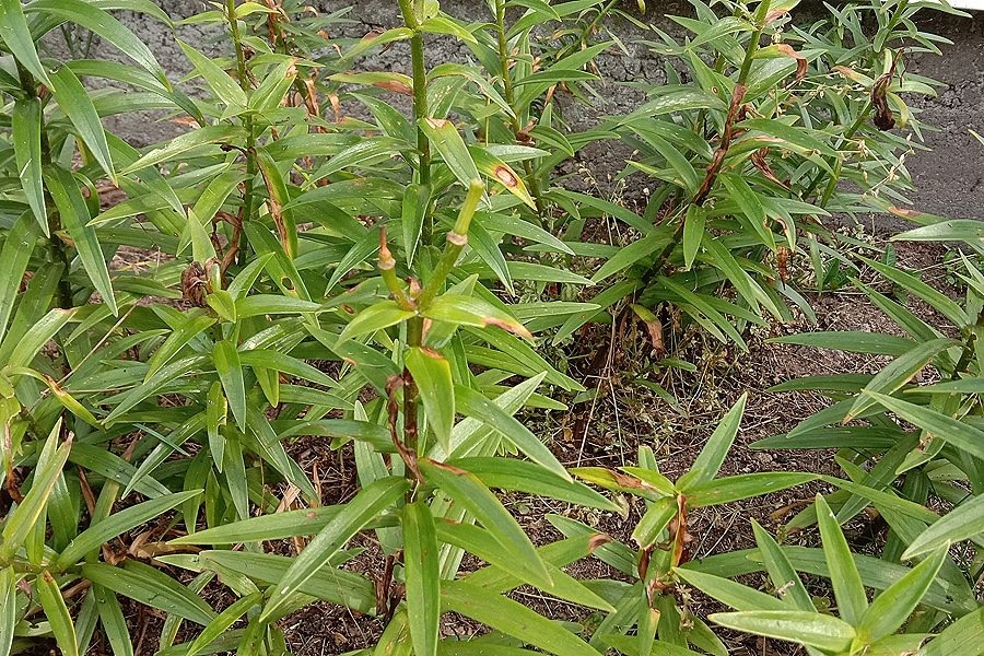 Не спешите обрезать лилии в августе, удалите только бутоны, которые отцвели.