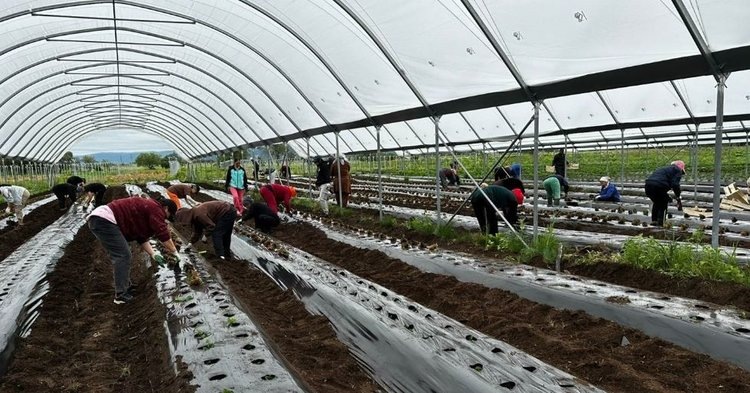    Фото: Министерство сельского хозяйства и торговли Сахалинской области