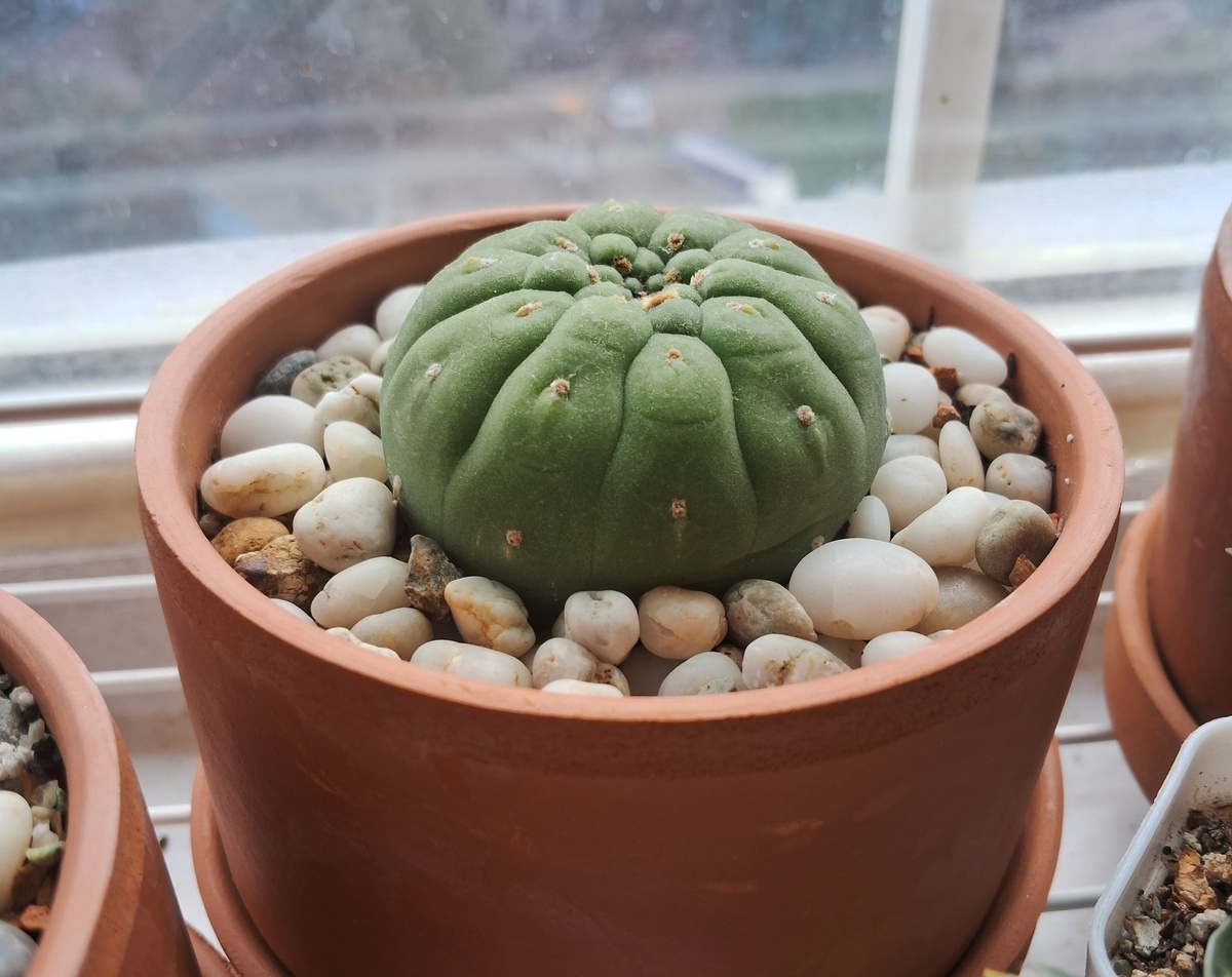 Матукана мадисониорум семена; как выращивать матукуну дома; редкие виды кактусов