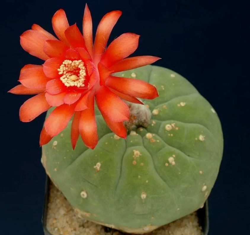 Матукана мадисониорум семена; как выращивать матукуну дома; особенности ухода за матуканой