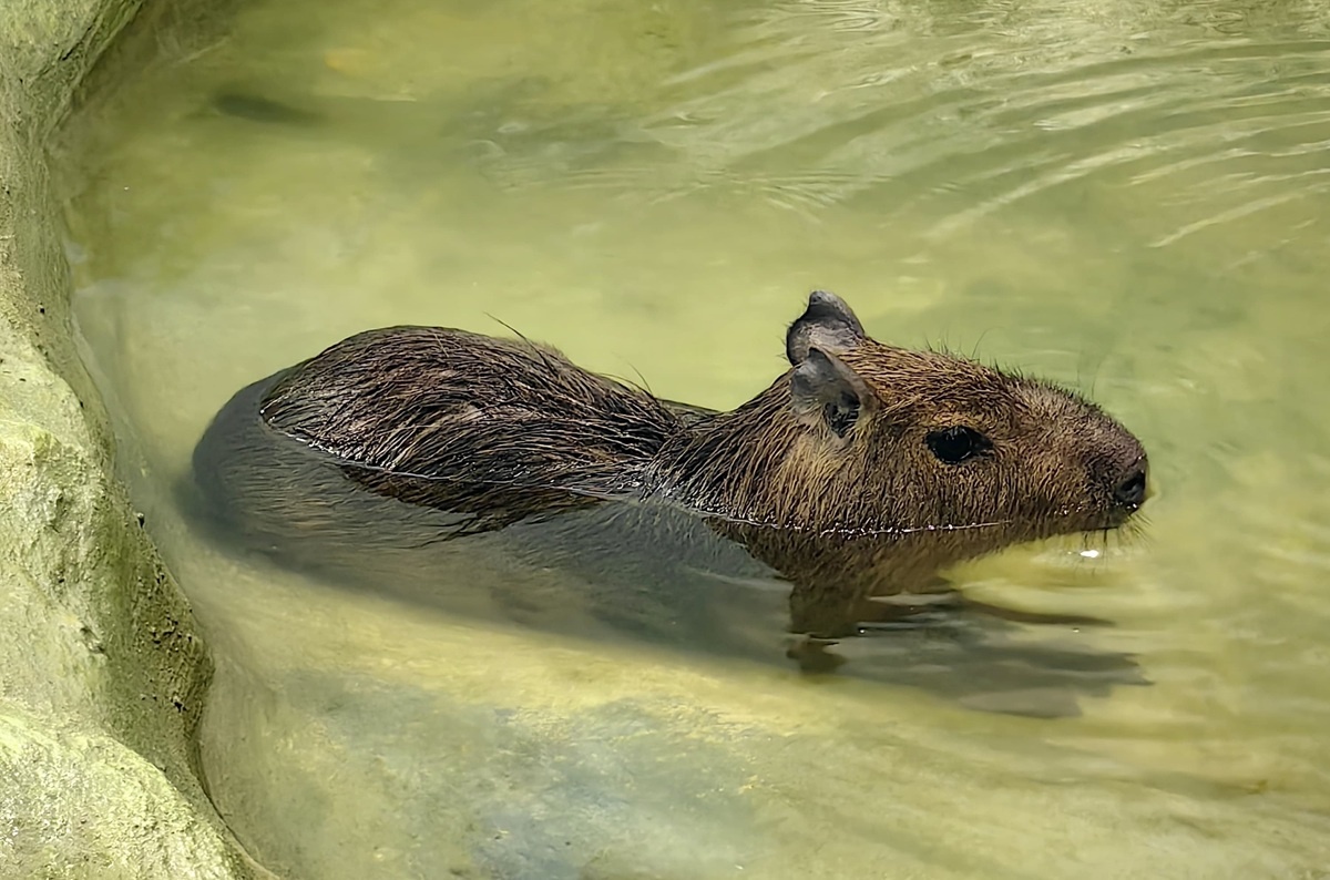    Фото: пресс-служба Екатеринбургского зоопарка