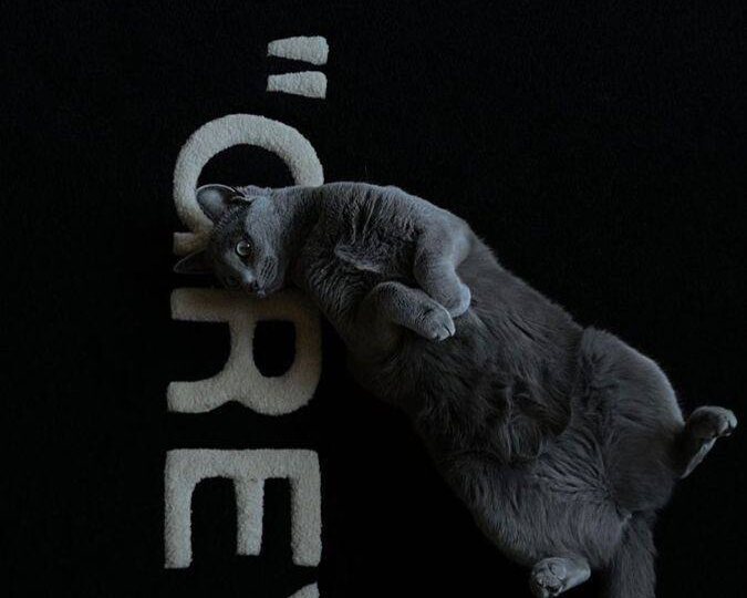 Дорогие подписчики , поделитесь фото ваших любимых питомцев