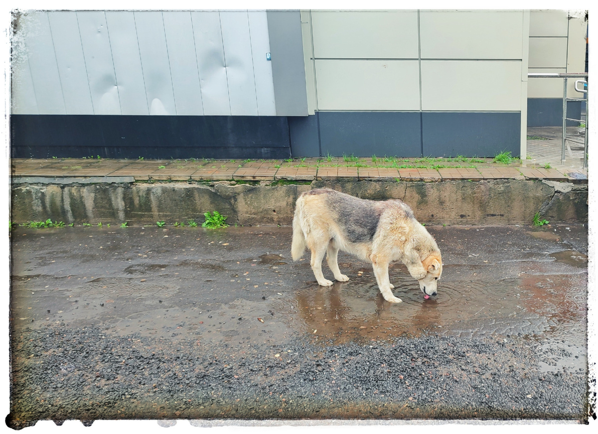 Собачка пьет из Лужи