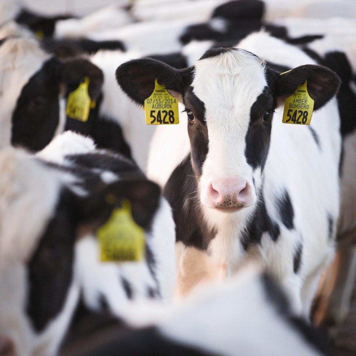 Выбирая генетику, нужно чётко понимать свои возможности, уровень своей команды и конечные цели