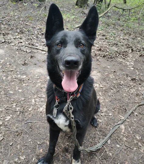 Самый ласковый пес на свете