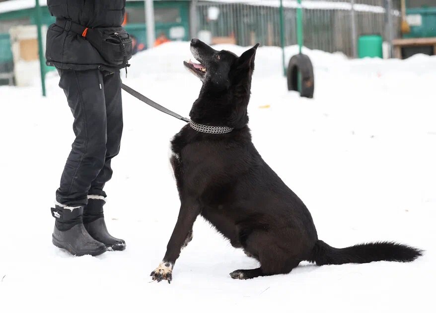 Я знаю команду-сидеть!