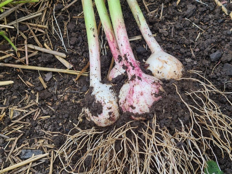 чеснок. фото из личного архива.