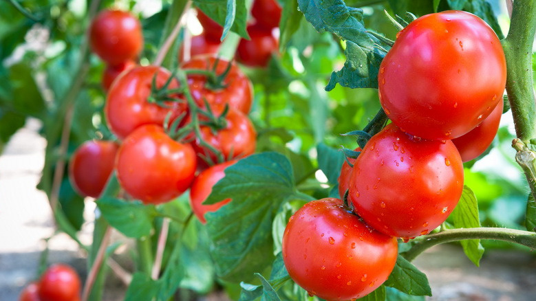 Результат применения советов Петровича - мощный куст с максимальным урожаем 8-10 килограммов