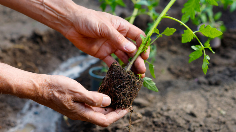 Посеял рассаду в феврале, высадил в теплицу в мае. 