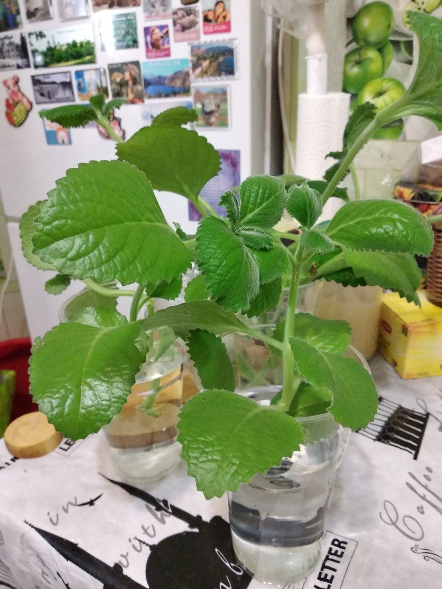 Плектантус - комнатная мята. Прекрасная добавка в чай или выпечку. Да, ещё и полезная!