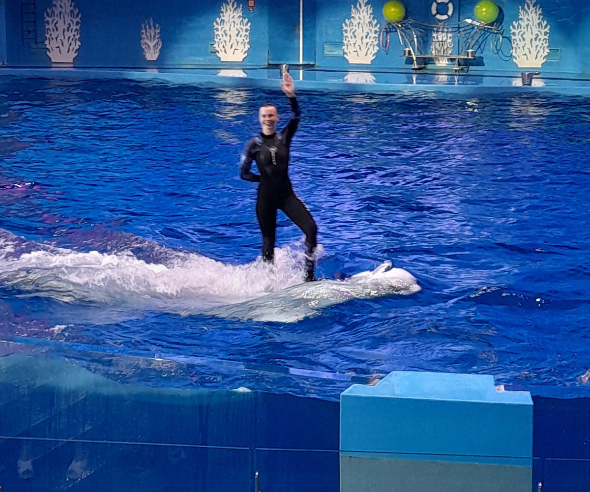 Девушк-тренер на спине белухи